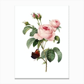 Vintage Provence Rose Botanical Illustration on Pure White Canvas Print