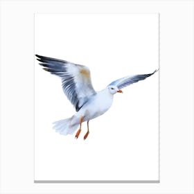 Seagull In Flight.1 Canvas Print