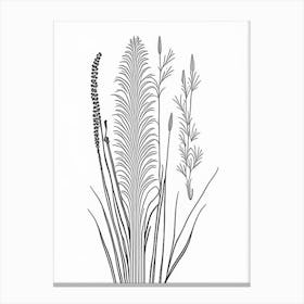 Horsetail Herb William Morris Inspired Line Drawing 1 Canvas Print