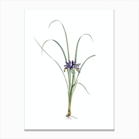 Vintage Grass Leaved Iris Botanical Illustration on Pure White n.0024 Canvas Print
