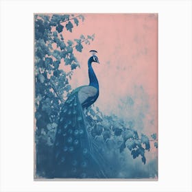 Blue & Pink Peacock Portrait 1 Canvas Print