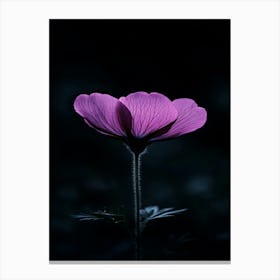 Single Flower In The Dark 1 Canvas Print