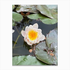 Water Lilies Canvas Print