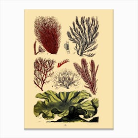 Seaweeds 2 Canvas Print