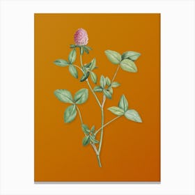 Vintage Pink Clover Botanical on Sunset Orange n.0713 Canvas Print