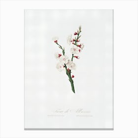 Apricot flower Canvas Print