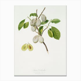 Plum (Prunus Verdacchia) From Pomona Italiana (1817 1839), Giorgio Gallesio Canvas Print