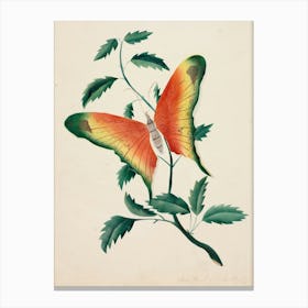 Vintage Butterfly On A Leaf Canvas Print