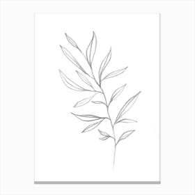 Drawing A Palm Leaf Canvas Print