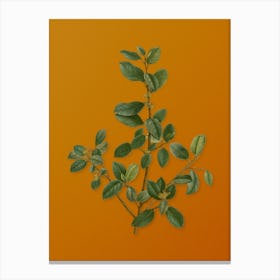 Vintage Italian Buckthorn Botanical on Sunset Orange n.0602 Canvas Print