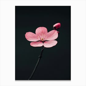 Cherry Blossom 6 Canvas Print