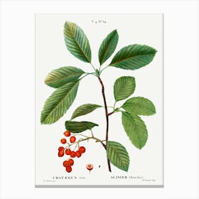 Whitebeam, Pierre Joseph Redoute Canvas Print