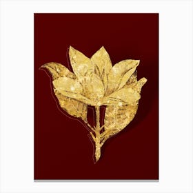 Vintage White Southern Magnolia Botanical in Gold on Red Canvas Print