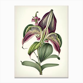 Orchid Leaf Vintage Botanical 2 Canvas Print