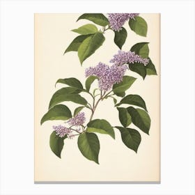 Lilac Vintage Botanical Flower Canvas Print