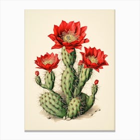 Vintage Cactus Illustration Crown Of Thorns Cactus 2 Canvas Print