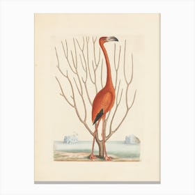 Flamingo 14 Canvas Print