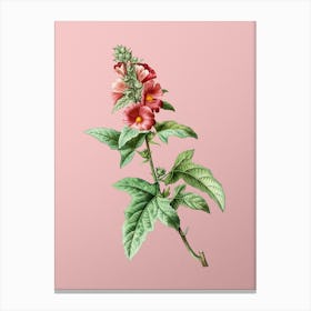 Vintage Tree Mallow Botanical on Soft Pink n.0186 Canvas Print