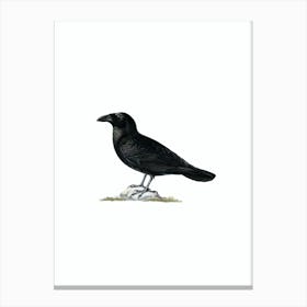 Vintage Common Raven Bird Illustration on Pure White n.0055 Canvas Print