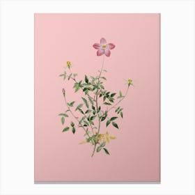 Vintage Single Dwarf Chinese Rose Botanical on Soft Pink n.0655 Canvas Print