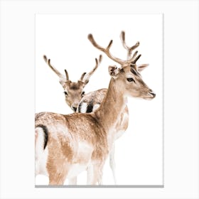 Two deers 1 Canvas Print