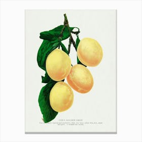 Vintage Botanical Art Print _2697929 Canvas Print