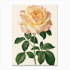 Rose 4 Canvas Print