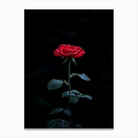 Single Rose On Black Background 3 Canvas Print