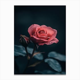 Dark Rose 75 Canvas Print