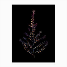 Stained Glass Sea Asparagus Mosaic Botanical Illustration on Black n.0145 Canvas Print