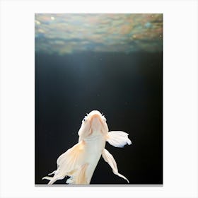 Betta Fish Canvas Print