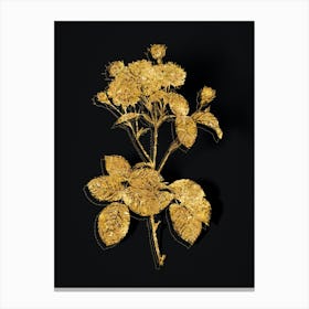 Vintage Vintage Pink Rosebush Botanical in Gold on Black n.0074 Canvas Print