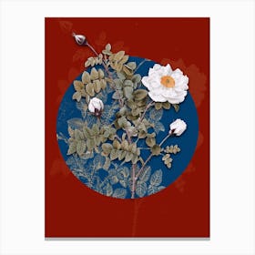 Vintage Botanical White Burnet Roses on Circle Blue on Red n.0144 Canvas Print