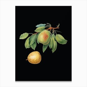 Vintage Pear Botanical Illustration on Solid Black n.0714 Canvas Print