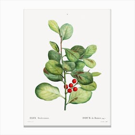 Ilex Maderiensis, Pierre Joseph Redoute Canvas Print