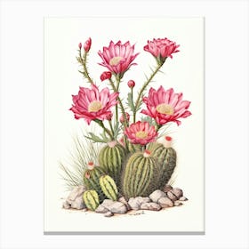 Vintage Cactus Illustration Hedgehog Cactus Canvas Print