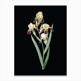 Vintage Elder Scented Iris Botanical Illustration on Solid Black n.0314 Canvas Print