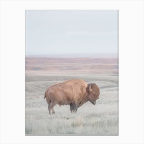 Western Bison Canvas Print