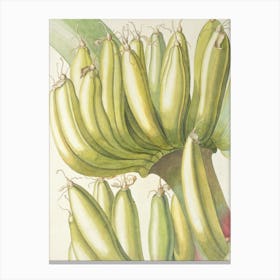 Bananas On A Tree Canvas Print