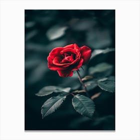 Red Rose 21 Canvas Print