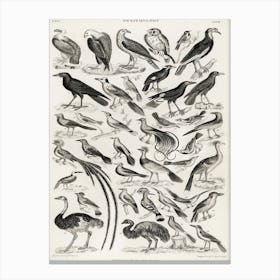 Ornithology, Oliver Goldsmith Canvas Print