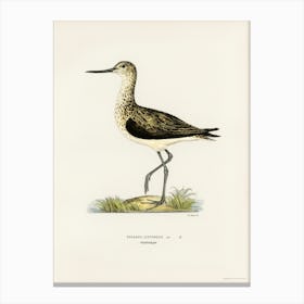 Greenshank, The Von Wright Brothers Canvas Print