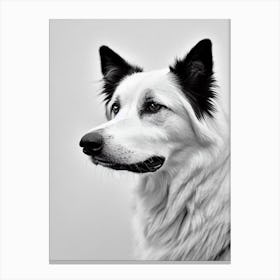 Border Collie B&W Pencil dog Canvas Print