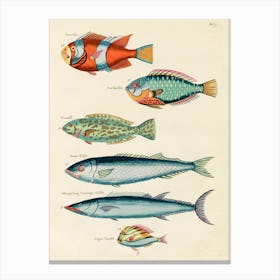 Colourful And Surreal Illustrations Of Fishes Found In Moluccas (Indonesia) And The East Indies, Louis Renard(48) Canvas Print