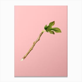 Vintage Fig Botanical on Soft Pink n.0307 Canvas Print