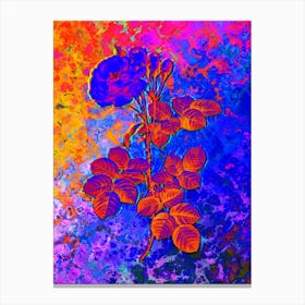 Damask Rose Botanical in Acid Neon Pink Green and Blue n.0196 Canvas Print