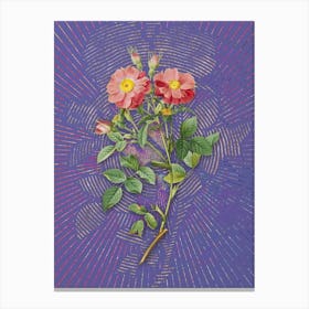 Vintage Queen Elizabeth's Sweetbriar Rose Botanical Illustration on Veri Peri n.0667 Canvas Print