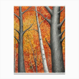 Birch Trees Canvas Print