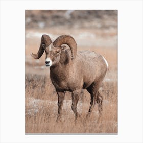 Colorado Bighorn Sheep View Canvas Print
