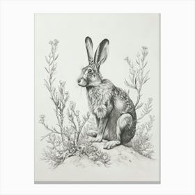 Silver Fox Rabbit Drawing 1 Canvas Print